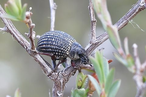 Red Legged Weevil - Catasarcus impressipennis  Australia,Catasarcus impressipennis,Cox Scrub,Eamw weevils,Geotagged,Red Legged Weevil,Spring