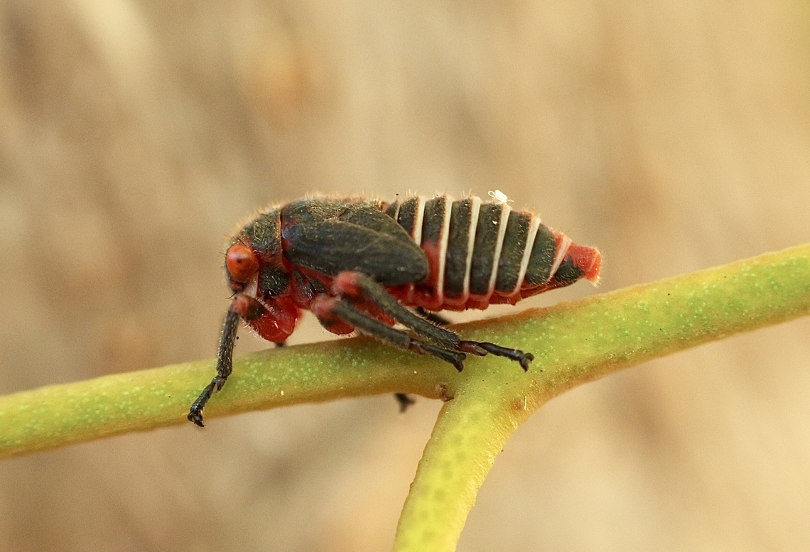 Two-lined gum-treehoppers - Eurymeloides bicincta  Australia,Eamw leafhoppers,Encounter Bay SA,Eurymeloides bicincta,Geotagged,Summer,Two-lined gum-treehopper