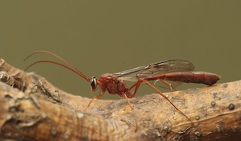 Ischneumon wasp - Netelia producta Attracted to UV light. Australia,Eamw wasps,Encounter Bay SA,Geotagged,Netelia producta,Spring,UVL