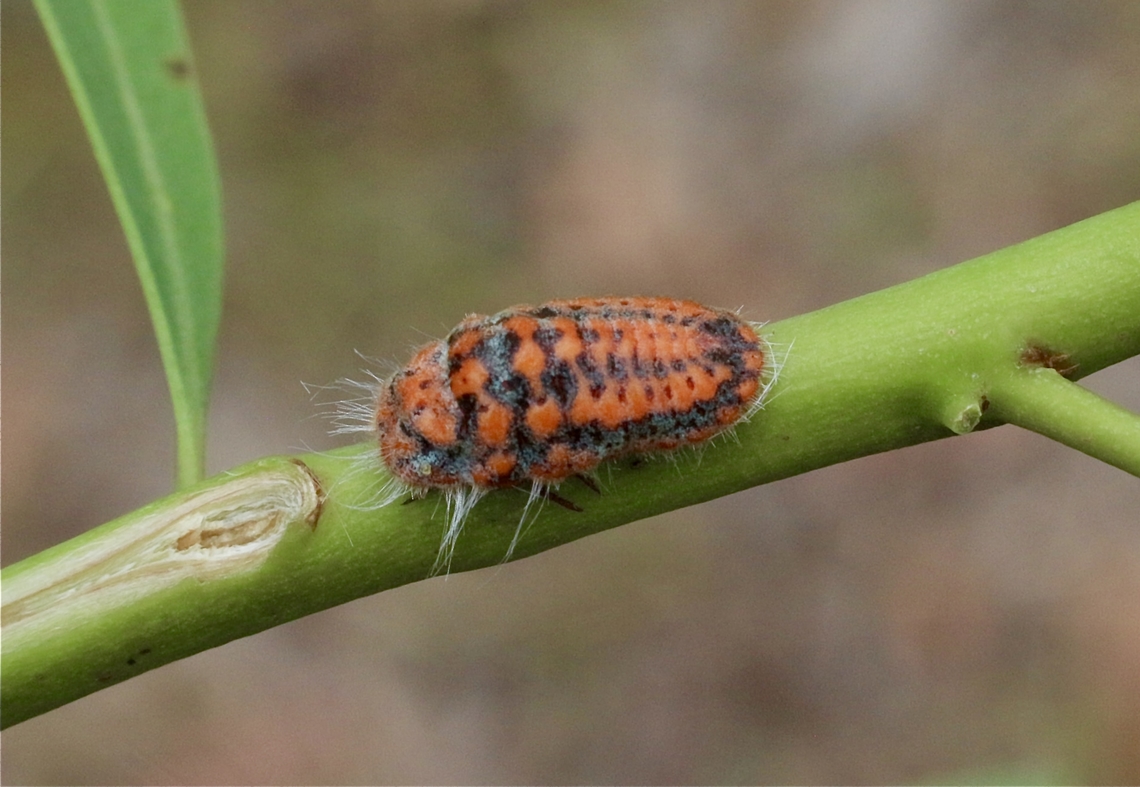 Giant Mealy Bug - genus Monophlebulus  Australia,Eamw bugs,Geotagged,Karana Downs Qld,Mealybug,Spring