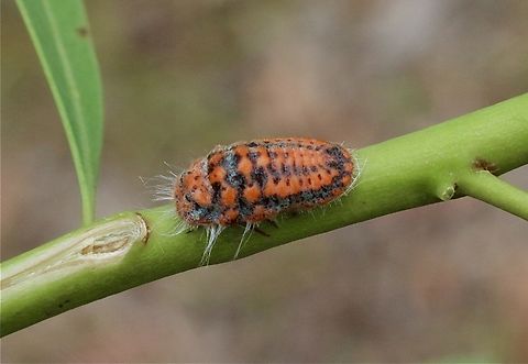 Giant Mealy Bug - genus Monophlebulus  Australia,Eamw bugs,Geotagged,Karana Downs Qld,Mealybug,Spring