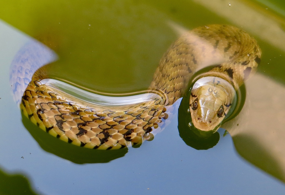 Chequered Keelback - Fowlea piscator                                 Checkered keelback,Eamw snakes,Fall,Fowlea piscator,Geotagged,Vietnam