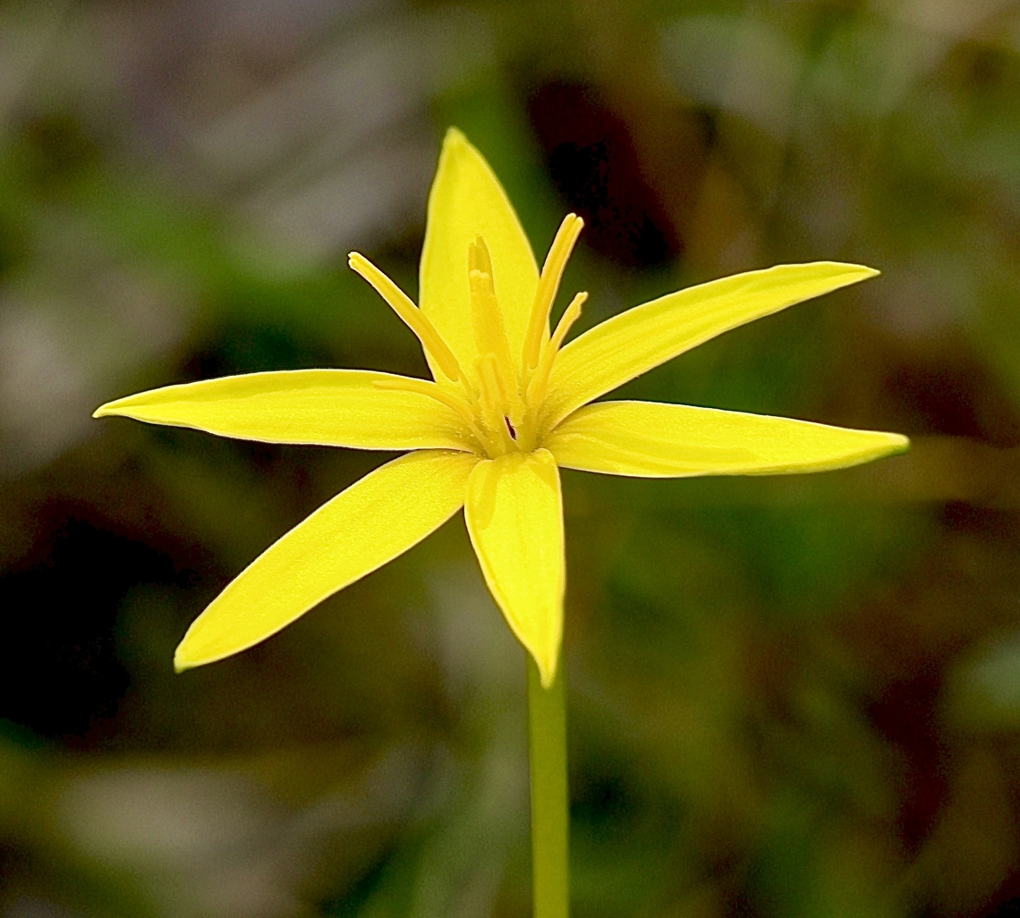 Yellow Star - Pauridia vaginata  Australia,Eamw flora,Geotagged,Mount Billy Conservation Park,Pauridia vaginata,Winter,Yellow Star