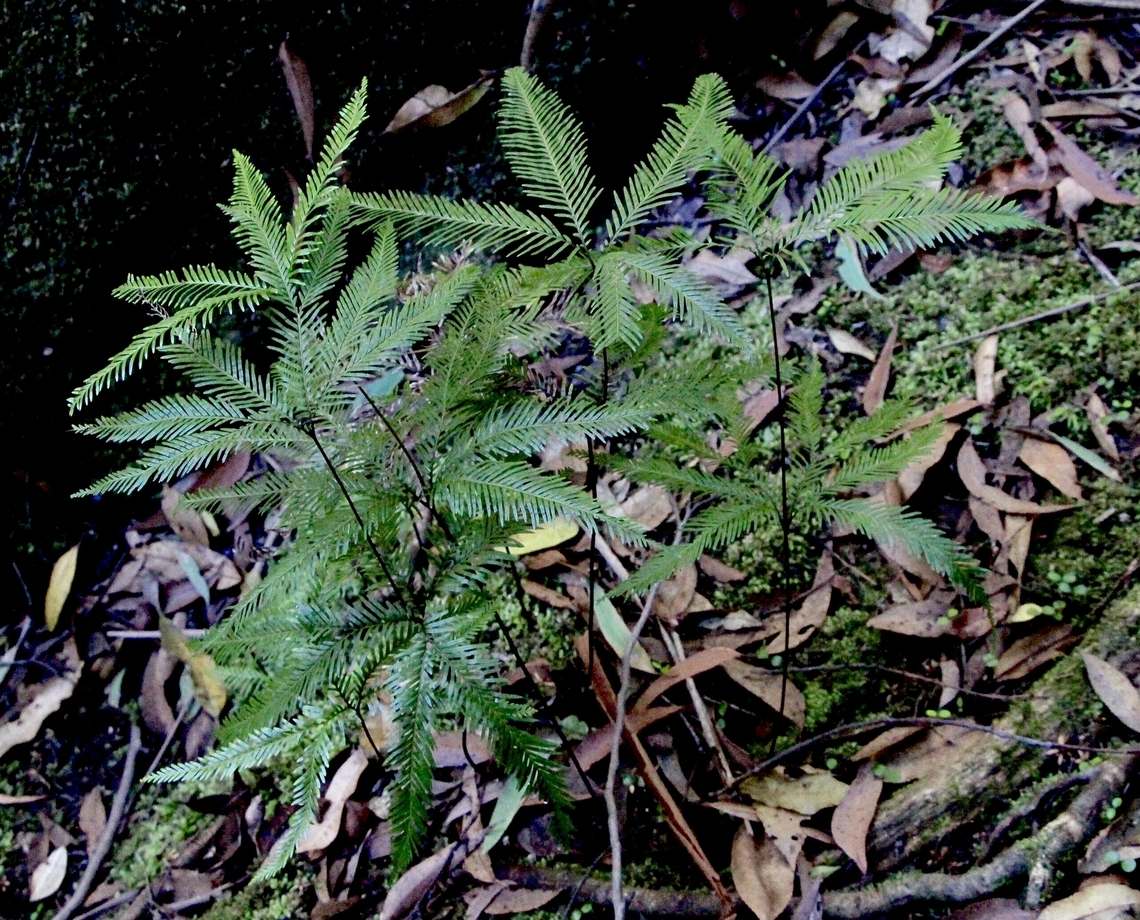 Shiny Fan Fern - Sticherus flabellatus  Australia,Eamw flora,Fall,Geotagged,Illaroo NSW,Shiny fan fern,Sticherus flabellatus