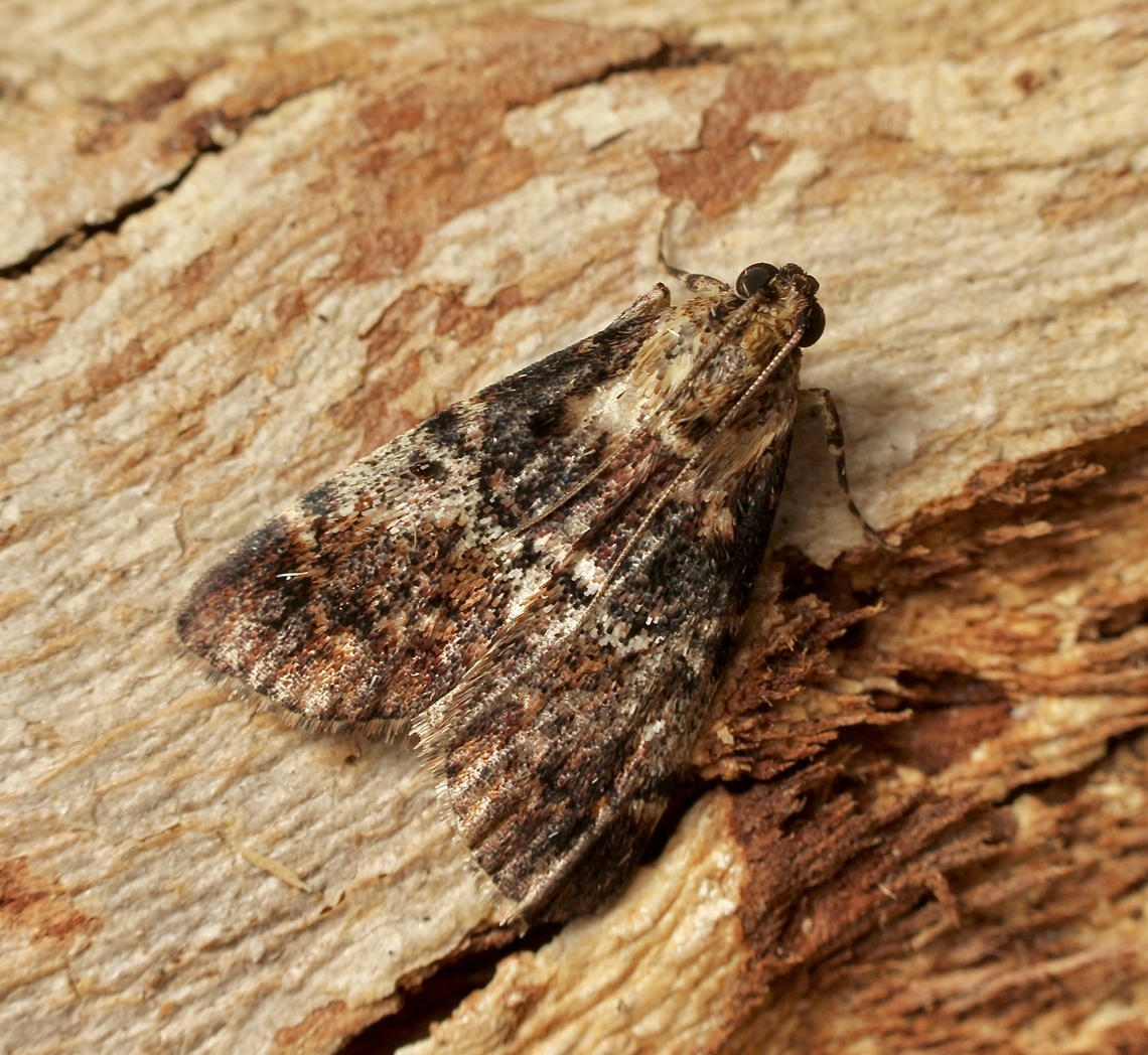 Teatree Web Moth - Orthaga thyrisalis Attracted to UV light. Australia,Eamw moth,Encounter Bay SA,Geotagged,Orthaga thyrisalis,Spring,Teatree Web Moth