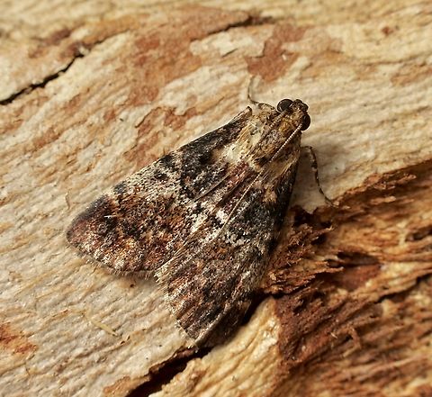 Teatree Web Moth - Orthaga thyrisalis Attracted to UV light. Australia,Eamw moth,Encounter Bay SA,Geotagged,Orthaga thyrisalis,Spring,Teatree Web Moth