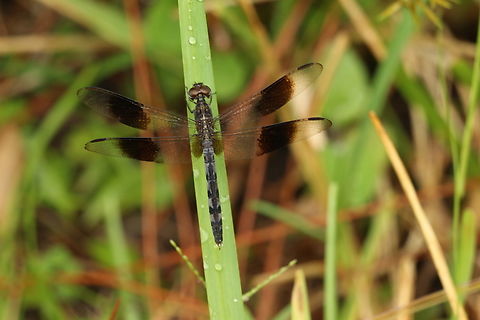 Band-winged Dragonlet - Erythrodiplax umbrata  Band-winged dragonlet,Eamw dragonflies,Erythrodiplax umbrata,Geotagged,Orlando,Summer,United States