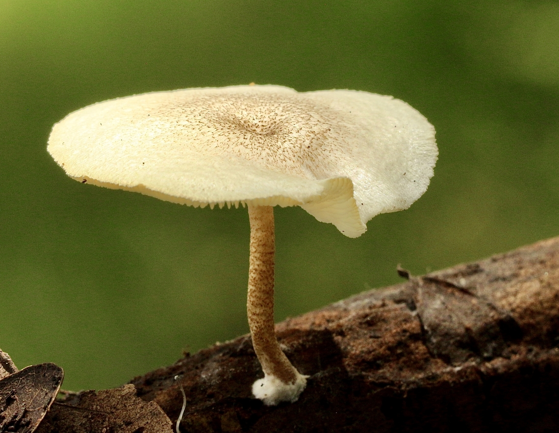 Fungi in genus Lentinus Growing on decaying tree branch. Eamw fungi,Geotagged,Orlando,Summer,United States