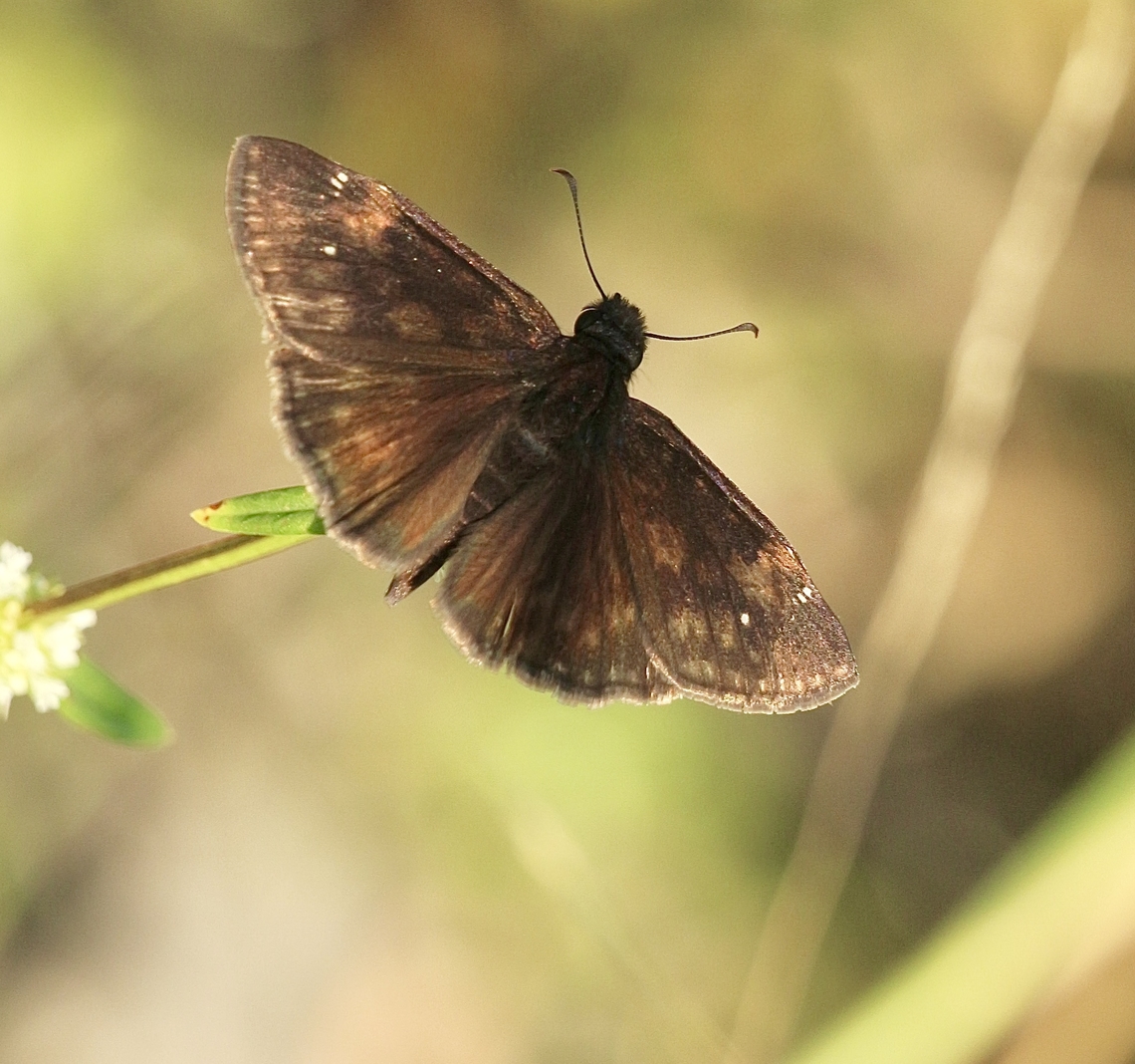 Horace's Duskywing - Erynnis horatius  Eamw butterflies,Erynnis horatius,Geotagged,Horaces duskywing,Orlando,Summer,United States