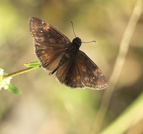 Horace's Duskywing - Erynnis horatius  Eamw butterflies,Erynnis horatius,Geotagged,Horaces duskywing,Orlando,Summer,United States