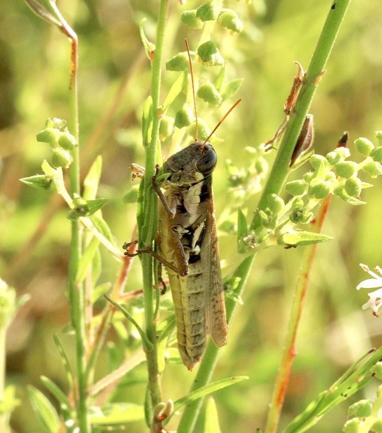 Atlantic Grasshopper - Paroxya atlantica  Eamw grasshoppers,Geotagged,Orlando,Paroxya atlantica,Summer,United States