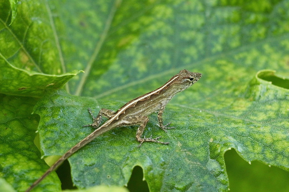Crested Anole - Anolis cristatellus  Anolis cristatellus,Crested Anole,Eamw reptiles,Geotagged,Orlando,Summer,United States