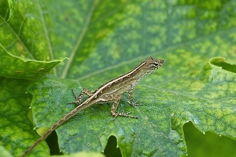 Crested Anole - Anolis cristatellus  Anolis cristatellus,Crested Anole,Eamw reptiles,Geotagged,Orlando,Summer,United States