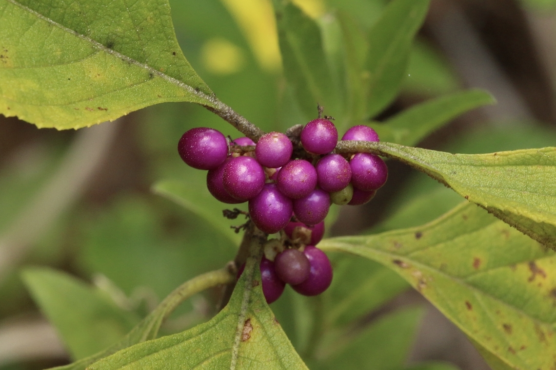 American Beautyberry - Callicarpa americana  American Beautyberry,Callicarpa americana,Eamw flora,Geotagged,Orlando,Summer,United States