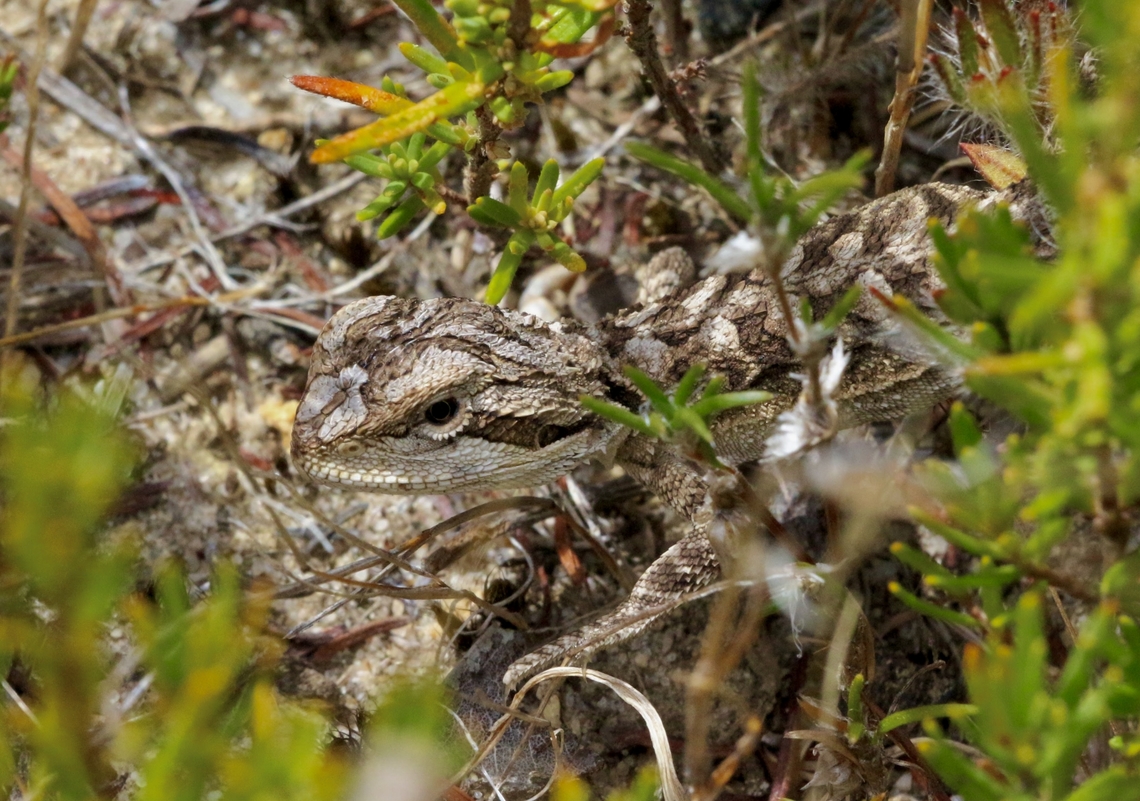 Eastern Bearded Dragon - Pogona barbata Juvenile eastern bearded dragon hiding . Aldinga scrub conservation park,Australia,Eamw reptiles,Eastern bearded dragon,Fall,Geotagged,Pogona barbata