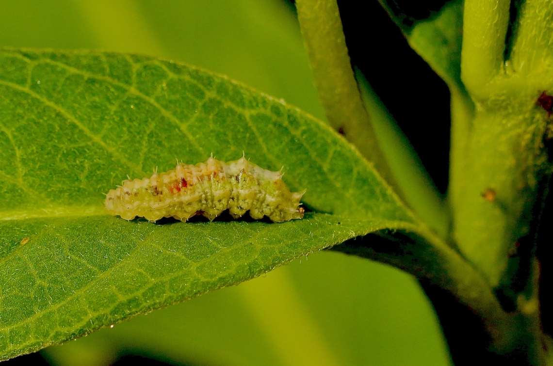 Larvae of Four-spotted Aphid Fly -Dioprosopa clavata  Anaheim USA,Dioprosopa clavata,Eamw hover fly,Four-spotted aphid fly,Geotagged,Summer,United States