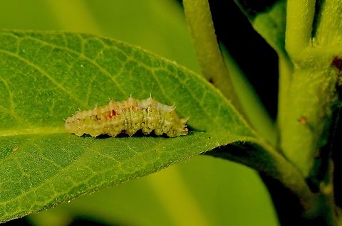 Larvae of Four-spotted Aphid Fly -Dioprosopa clavata  Anaheim USA,Dioprosopa clavata,Eamw hover fly,Four-spotted aphid fly,Geotagged,Summer,United States