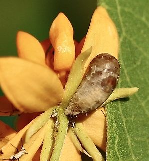Pupae of Four-spotted Aphid Fly -Dioprosopa clavata  Anaheim USA,Dioprosopa clavata,Eamw Hoover flies,Four-spotted aphid fly,Geotagged,Summer,United States