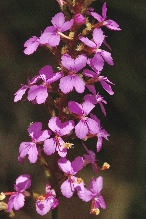 Grass trigger plant - Stylidium graminifolium  Australia,Eamw flora,Galston NSW,Geotagged,Grass Triggerplant,Spring,Stylidium graminifolium