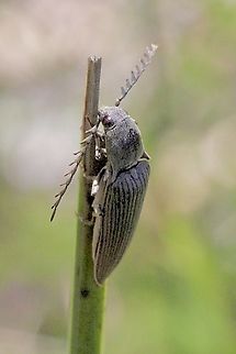 Dicteniophorus ramifer  Australia,Dicteniophorus ramifer,Eamw beetles,Geotagged,Summer,Warners Bay NSW