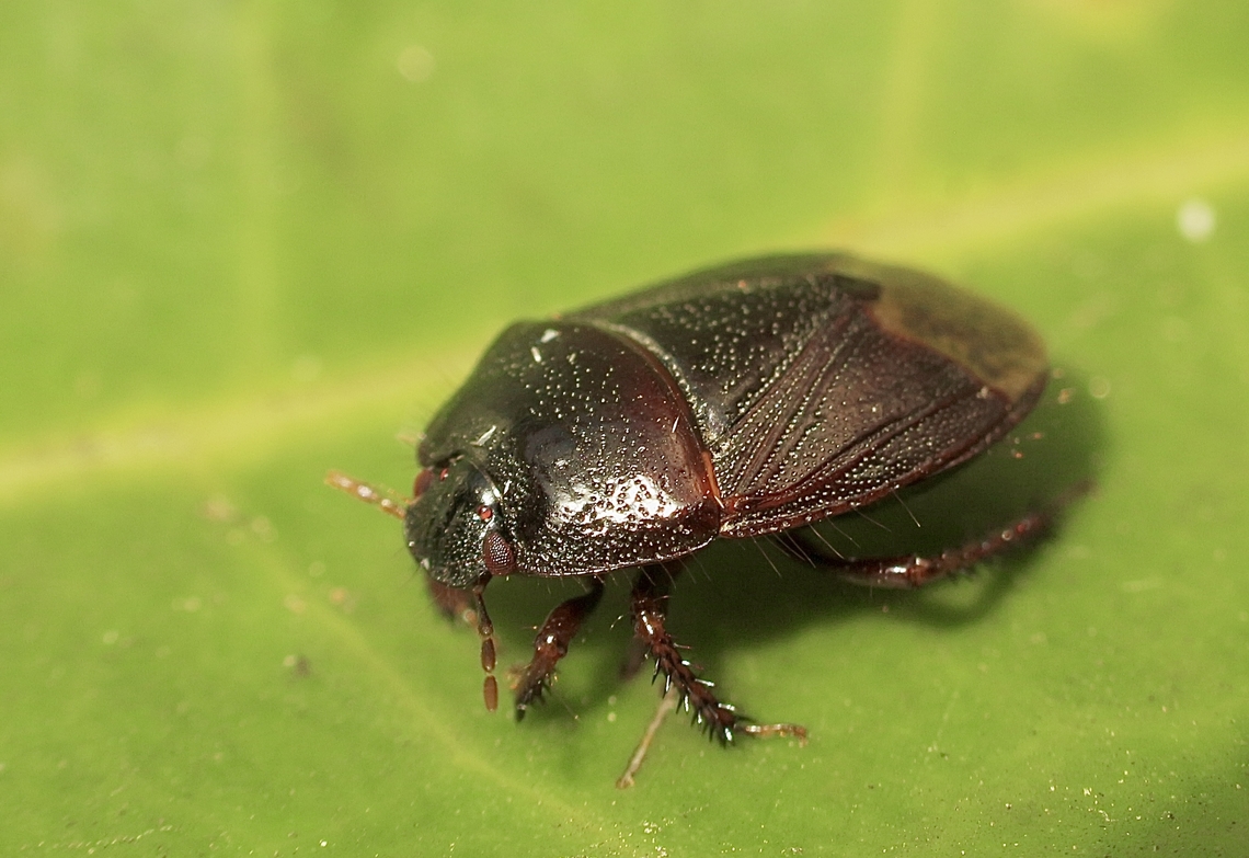 Stink bug species - Adrisa magna Attracted to UV light Adrisa magna,Australia,Eamw stink bugs,Encounter Bay SA,Geotagged,Spring