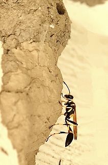 Black and yellow mud dauber - Sceliphron caementarium A lot of work building such a massive structure. Anaheim USA,Black and yellow mud dauber,Eamw wasps,Geotagged,Sceliphron caementarium,Summer,United States