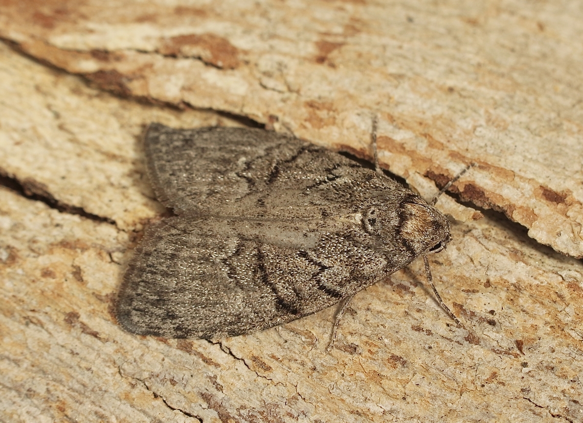 Gum Leaf Skeletonizer - Uraba lugens Attracted to UV light Australia,Eamw moth,Encounter Bay SA,Geotagged,Gum Leaf Skeletonizer,Spring,Uraba lugens