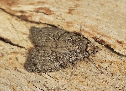 Gum Leaf Skeletonizer - Uraba lugens Attracted to UV light Australia,Eamw moth,Encounter Bay SA,Geotagged,Gum Leaf Skeletonizer,Spring,Uraba lugens