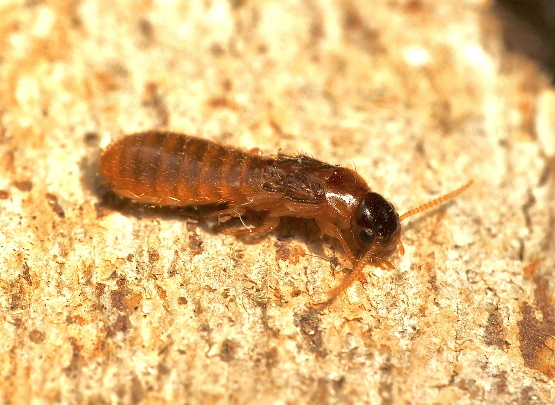 Species of termite in genus Coptotermes Attracted to UV light Australia,Geotagged,Spring,eamw ants