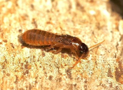 Species of termite in genus Coptotermes Attracted to UV light Australia,Geotagged,Spring,eamw ants