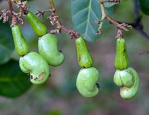 Cashew - Anacardium occidentale Young fruit. Anacardium occidentale,Cashew,Eamw flora,Geotagged,Spring,Vietnam