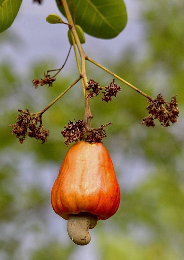 Cashew - Anacardium occidentale  Anacardium occidentale,Cashew,Eamw flora,Geotagged,Spring,Vietnam