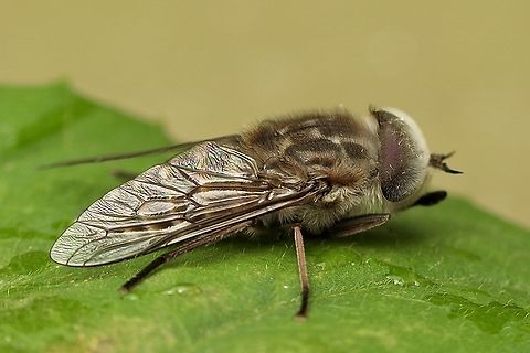 Dasybasis gentilis Found on foliage in the morning after a cool night. Australia,Dasybasis gentilis,Encounter Bay SA,Geotagged,Spring,eamw flies