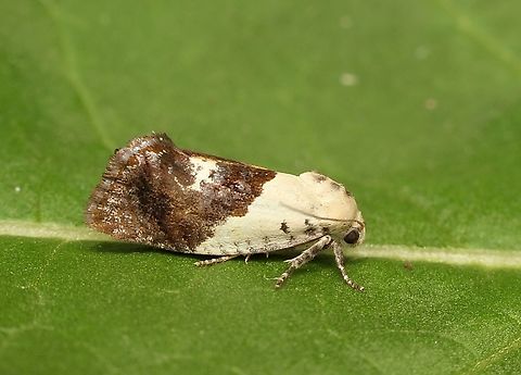 Hypertropha chlaenota Attracted to UV light. Australia,Eamw moth,Encounter Bay SA,Geotagged,Hypertropha chlaenota,Spring