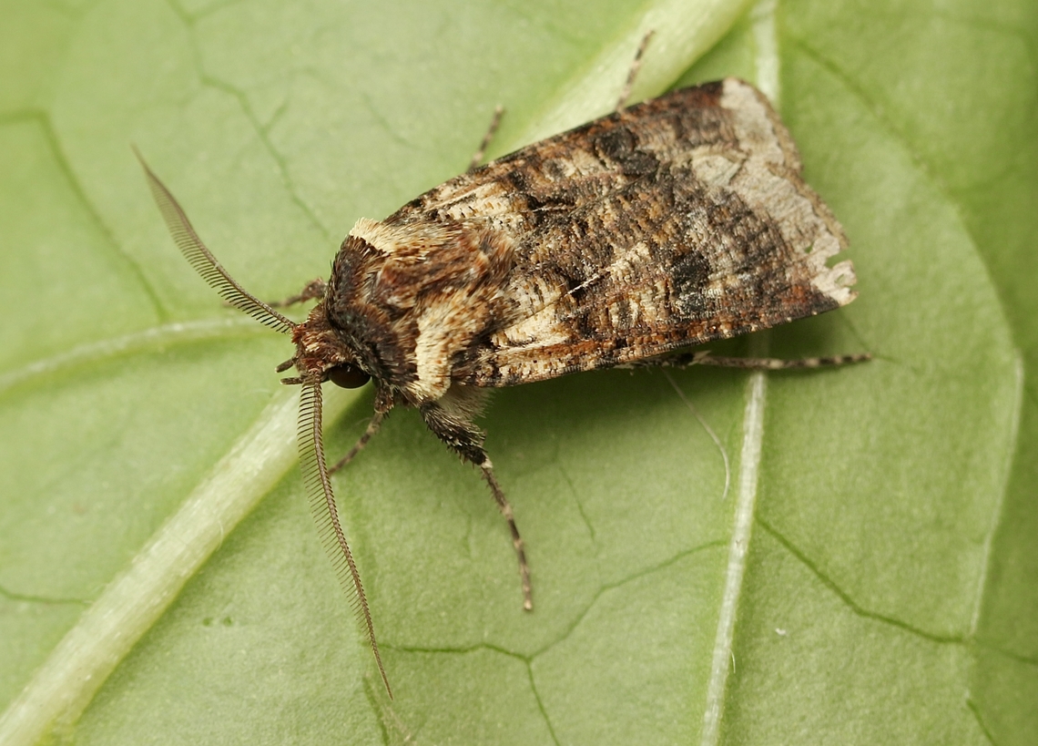 Variable Cutworm - Agrotis porphyricollis  Agrotis porphyricollis,Australia,Eamw moth,Encounter Bay SA,Geotagged,Spring,Variable cutworm