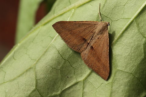 Isturgia penthearia This is a very variable species. Attracted to UV light.  Australia,Eamw moth,Encounter Bay SA,Geotagged,Isturga penthearia,Spring