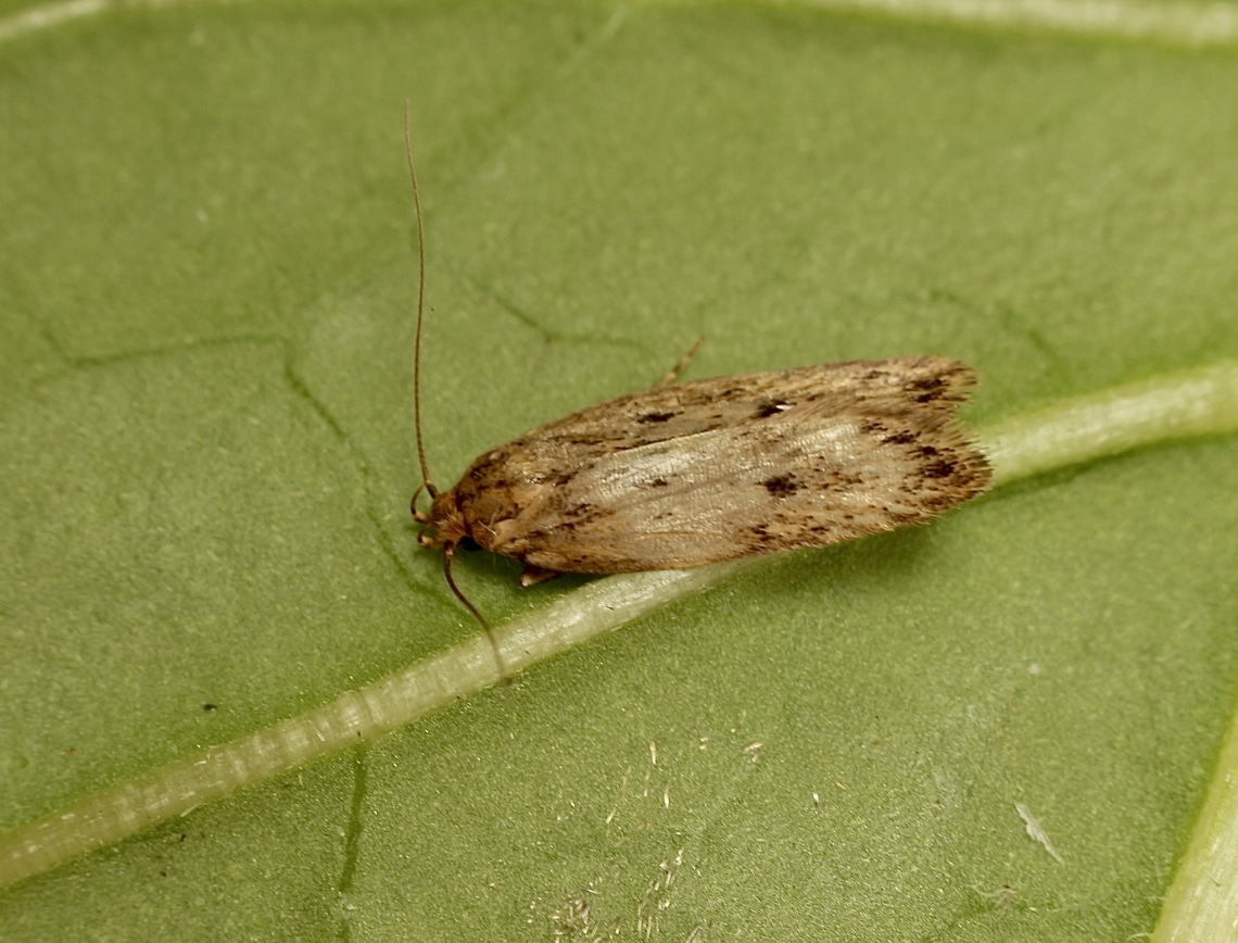 Brown House Moth - Hofmannophila pseudospretella Attracted to UV light. Introduced to Australia. Australia,Brown house moth,Eamw moth,Encounter Bay SA,Geotagged,Hofmannophila pseudospretella,Spring