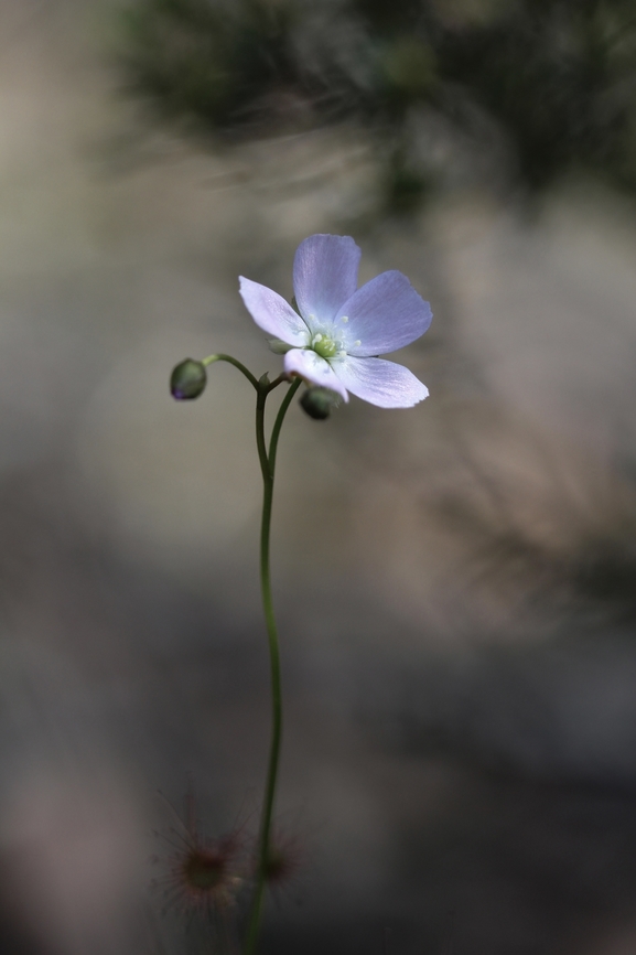 Shield sundew - Drosera peltata  Australia,Drosera peltata,Eamw flora,Geotagged,Mount Billy Conservation Park,Shield sundew,Spring,eamw drosera