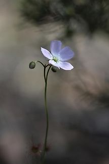 Shield sundew - Drosera peltata  Australia,Drosera peltata,Eamw flora,Geotagged,Mount Billy Conservation Park,Shield sundew,Spring,eamw drosera