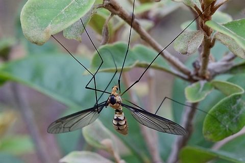 Crane fly - Leptotarsus clavatus  Australia,Eamw crane flies,Geotagged,Leptotarsus clavatus,Mount Billy Conservation Park,Spring