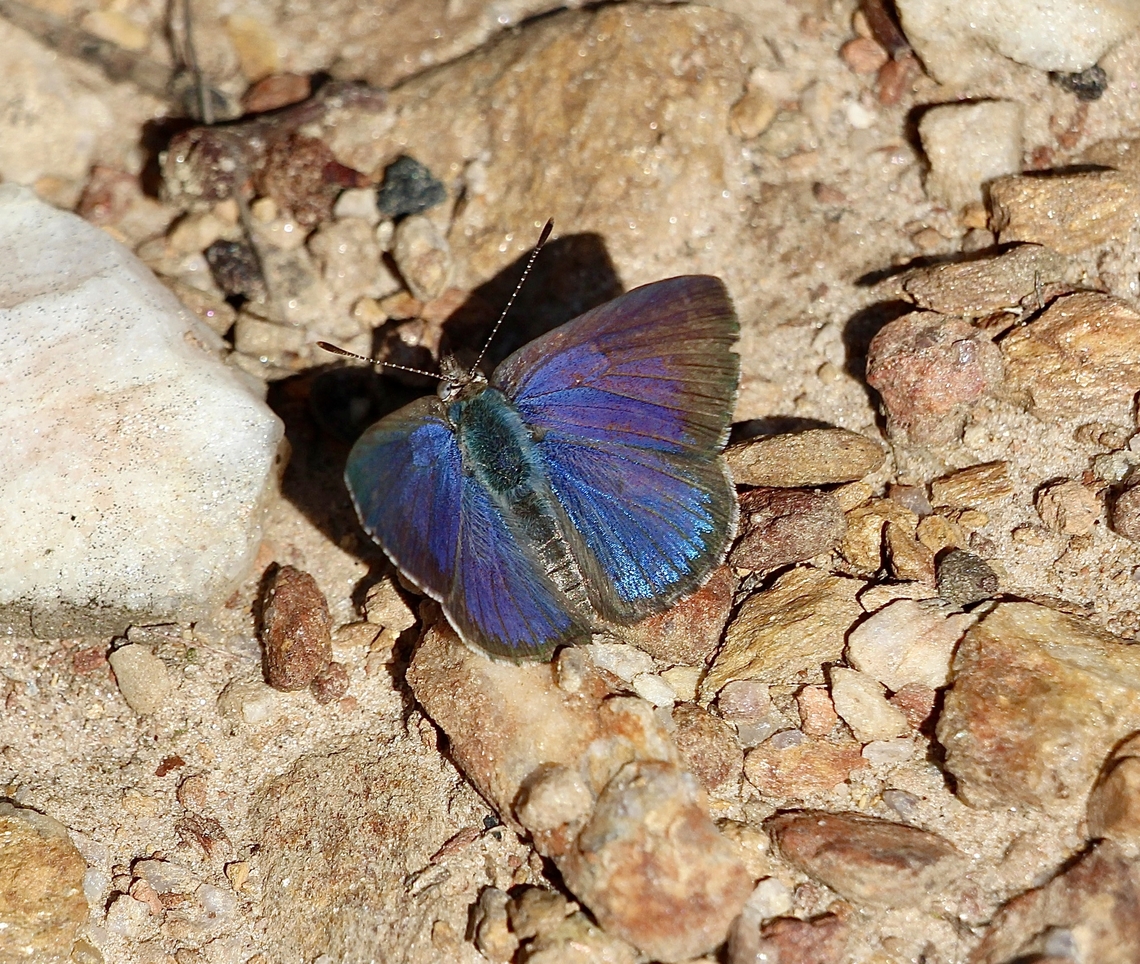 Varied Dusky-blue butterfly - Erina hyacinthina  Australia,Eamw butterflies,Erina hyacinthina,Geotagged,Myponga CP,Spring