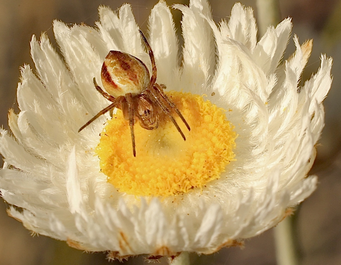 Sooty Orbweaver - Salsa fuliginata Waiting for prey . Australia,Geotagged,Peter’s creek road,Salsa fuliginata,Sooty Orbweaver,Spring
