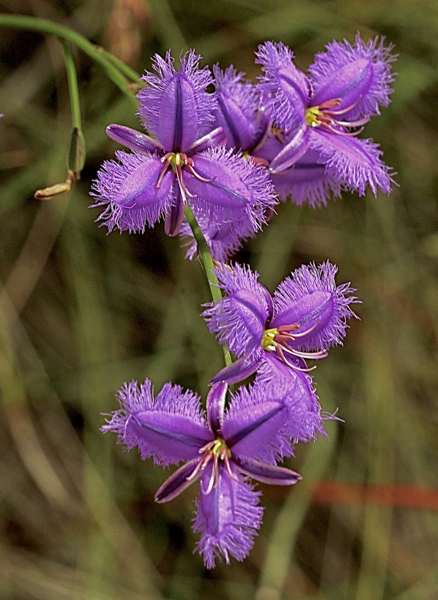 Common Fringe-Lily - Thysanotus tuberosus  Australia,Cox Scrub,Eamw flora,Fringe-lily,Geotagged,Spring,Thysanotus tuberosus