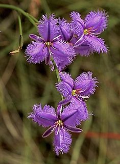Common Fringe-Lily - Thysanotus tuberosus  Australia,Cox Scrub,Eamw flora,Fringe-lily,Geotagged,Spring,Thysanotus tuberosus