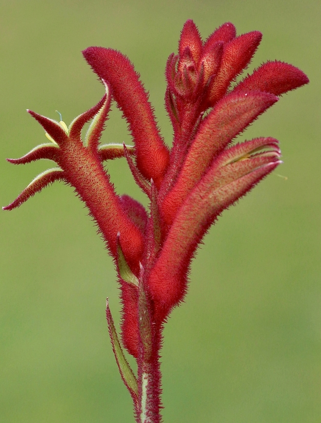 Red Kangaroo Paw - Anigozanthos rufus Anigozanthos rufus is a grass-like evergreen perennial plant native to the southern coasts of Western Australia. Common names include red kangaroo paw, crimson kangaroo paw, and backdraft. Wikipedia<br />
Commonly used as ornamental plantings in parks and domestic gardens.<br />
 Anigozanthos rufus,Australia,Eamw flora,Geotagged,Red Kangaroo Paw,Victor Harbor SA,Winter