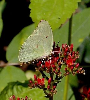 Lemon Migrant - Catopsilia pomona  Catopsilia pomona,Eamw butterflies,Fall,Geotagged,Lemon Migrant,Vietnam