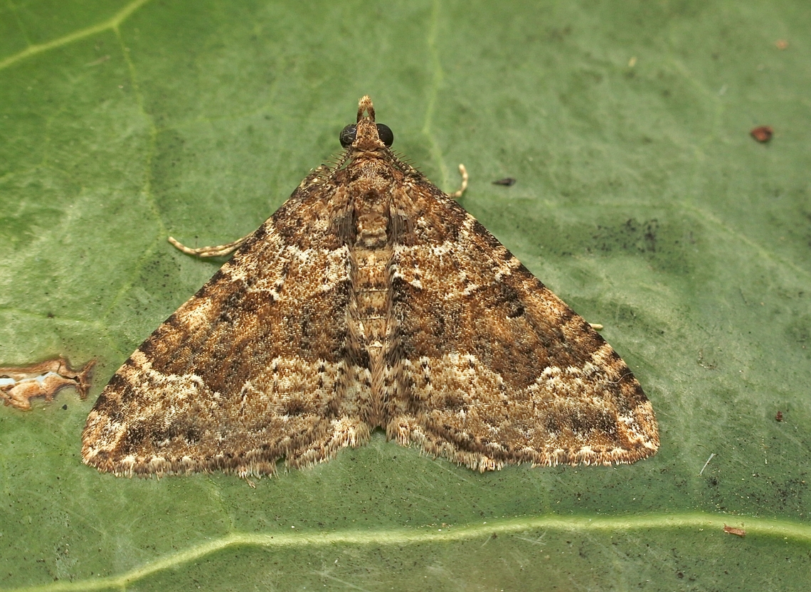 Clover Moth - Epyaxa sodaliata Attracted to UV light. Australia,Clover Moth,Eamw moth,Encounter Bay SA,Epyaxa sodaliata,Geotagged,Spring,UVL