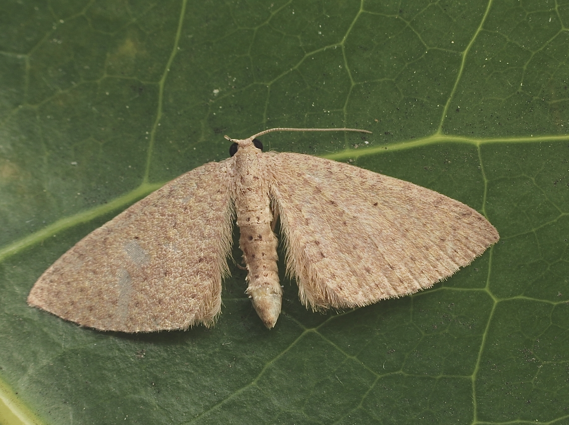 Native Cranberry Moth - Poecilasthena pulchraria  Australia,Eamw moth,Encounter Bay SA,Geotagged,Native Cranberry Moth,Poecilasthena pulchraria,Spring