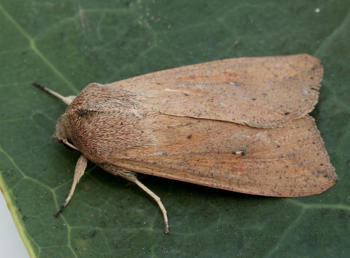 White-speck Moth - Mythimna unipuncta It found its way to South Australia as well. Australia,Eamw moth,Encounter Bay SA,Geotagged,Mythimna unipuncta,Spring,UVL,White-speck Moth