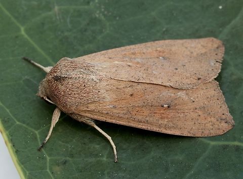 White-speck Moth - Mythimna unipuncta It found its way to South Australia as well. Australia,Eamw moth,Encounter Bay SA,Geotagged,Mythimna unipuncta,Spring,UVL,White-speck Moth